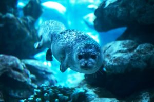 acquario_genova
