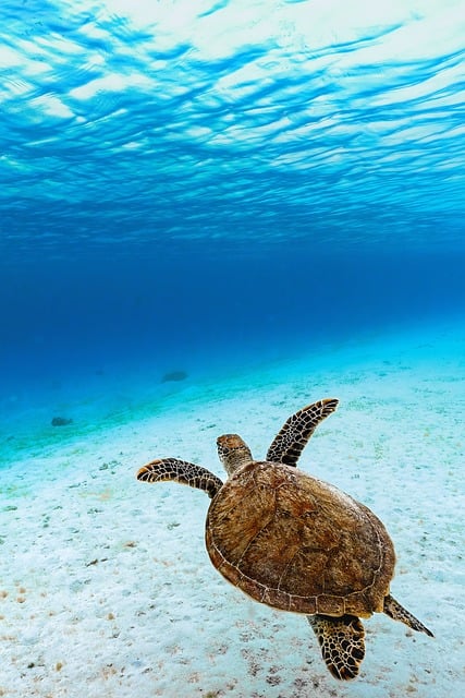 oceani